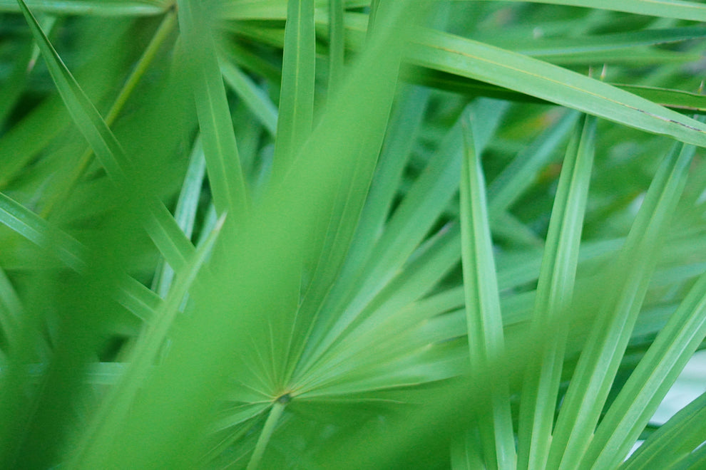 Close-up of overlapping bright green palm-like leaves with radiating veins