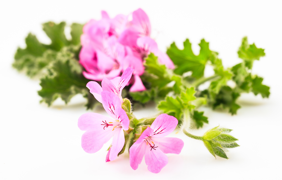 Pink geranium (pelargonium) blossoms with green serrated leaves, close-up on white background