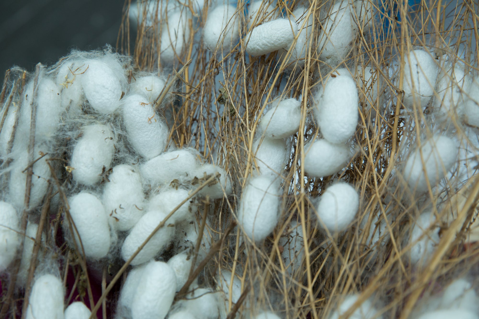White silkworm cocoons clustered on dried brown stems