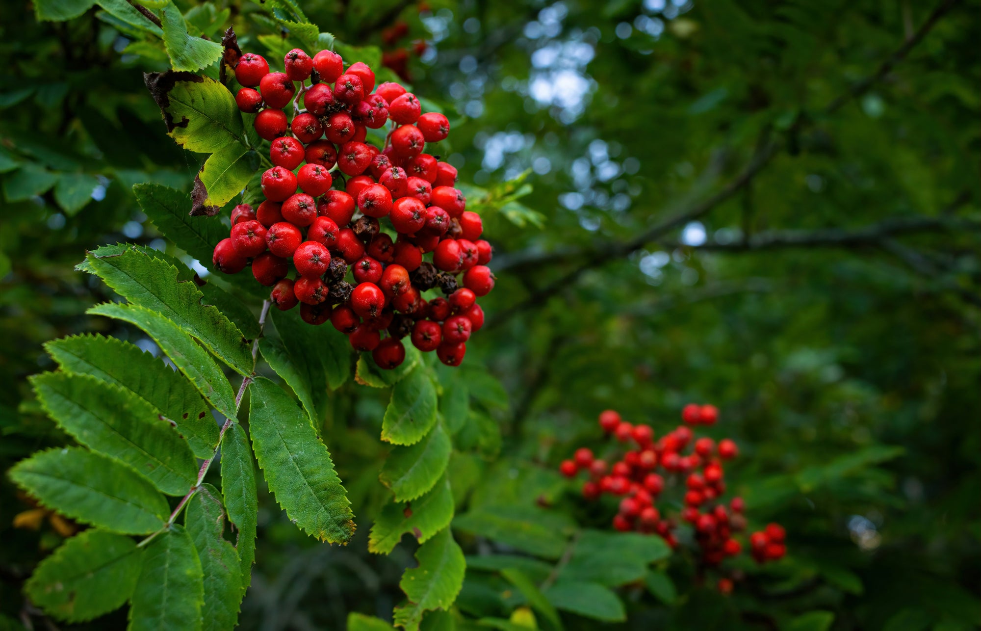 Cluster of red rowan berries and pinnate green leaves against a blurred green forest background