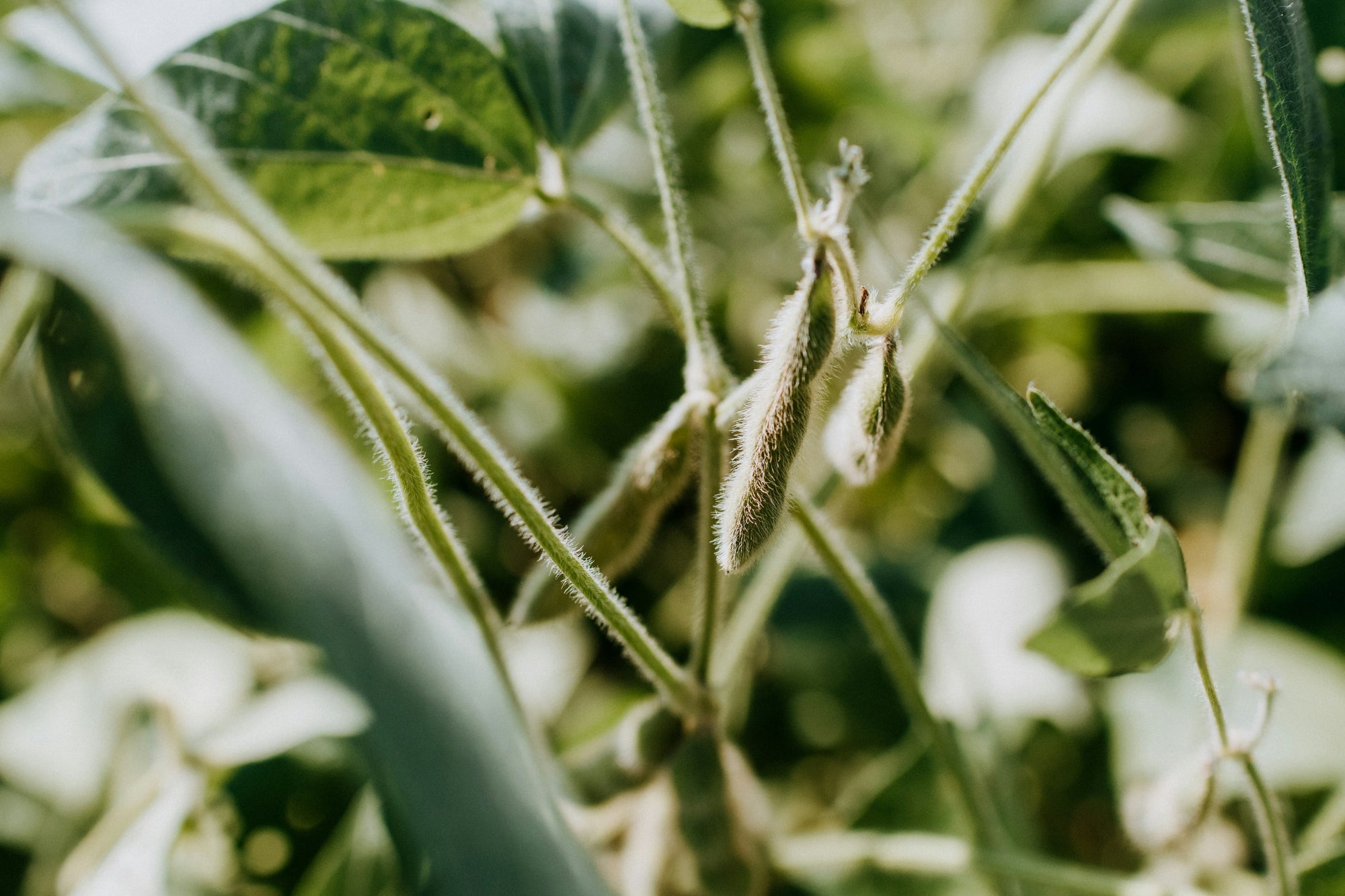 Close-up of fuzzy soybean pods and hairy stems on a green plant