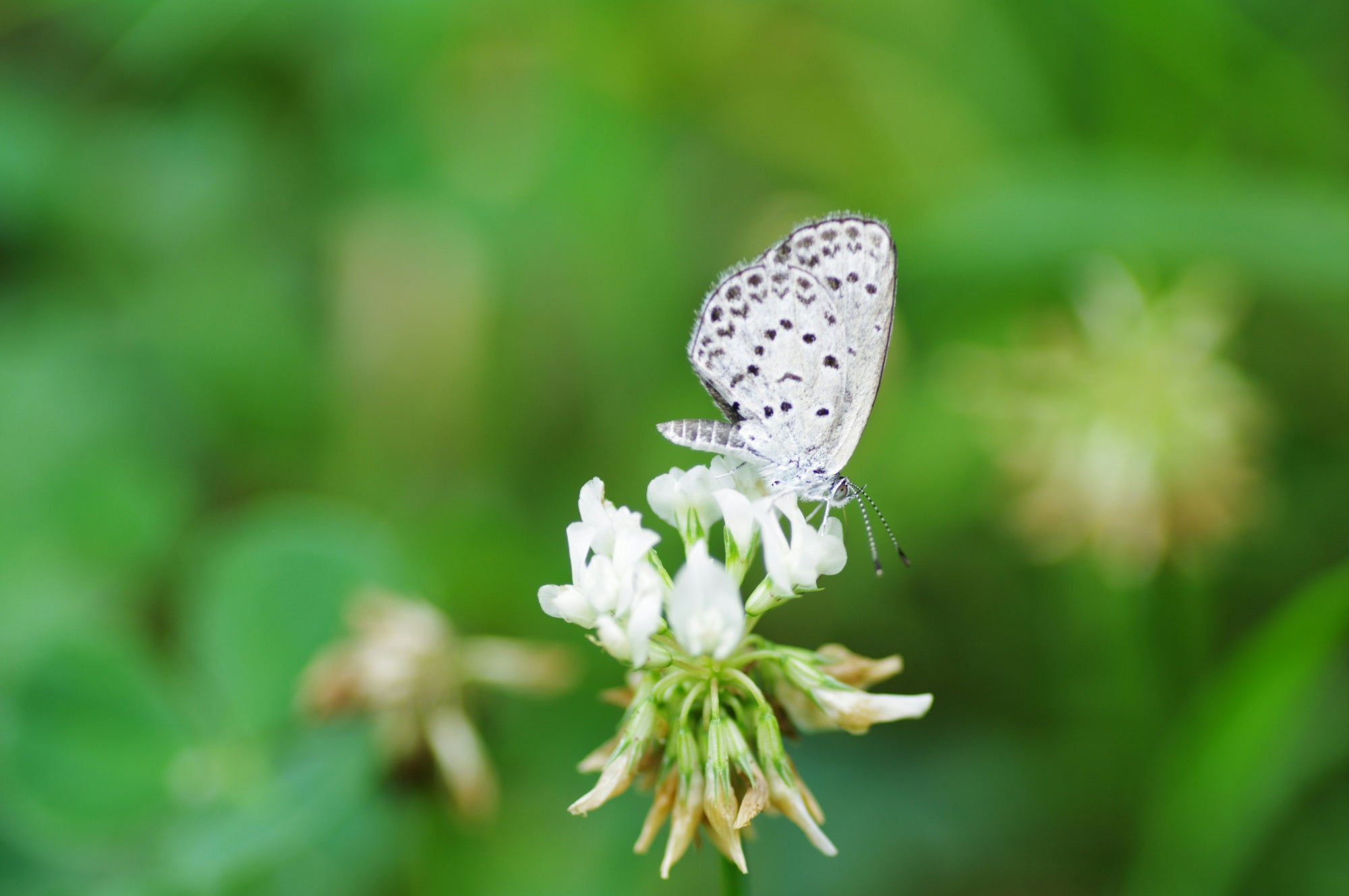 Small pale blue butterfly with black spots perched on white clover flower against blurred green background