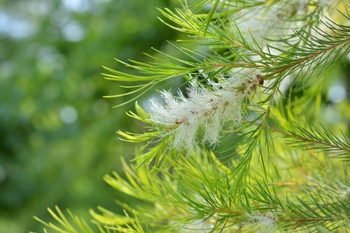 White bottlebrush-like flower cluster amid narrow green needle leaves with soft green bokeh background.