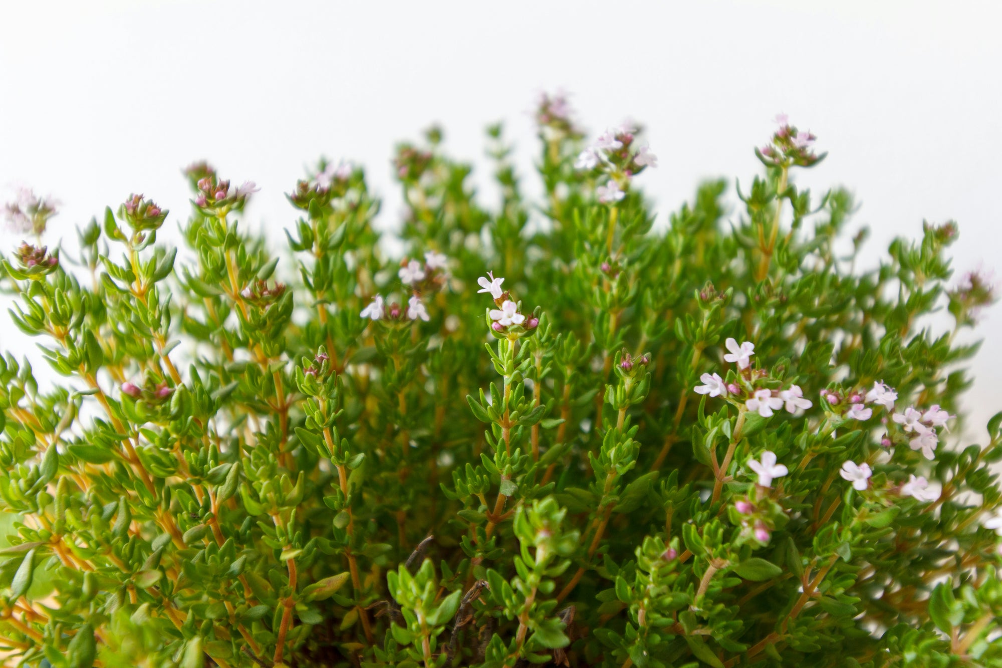Close-up of thyme sprigs with tiny pale pink flowers