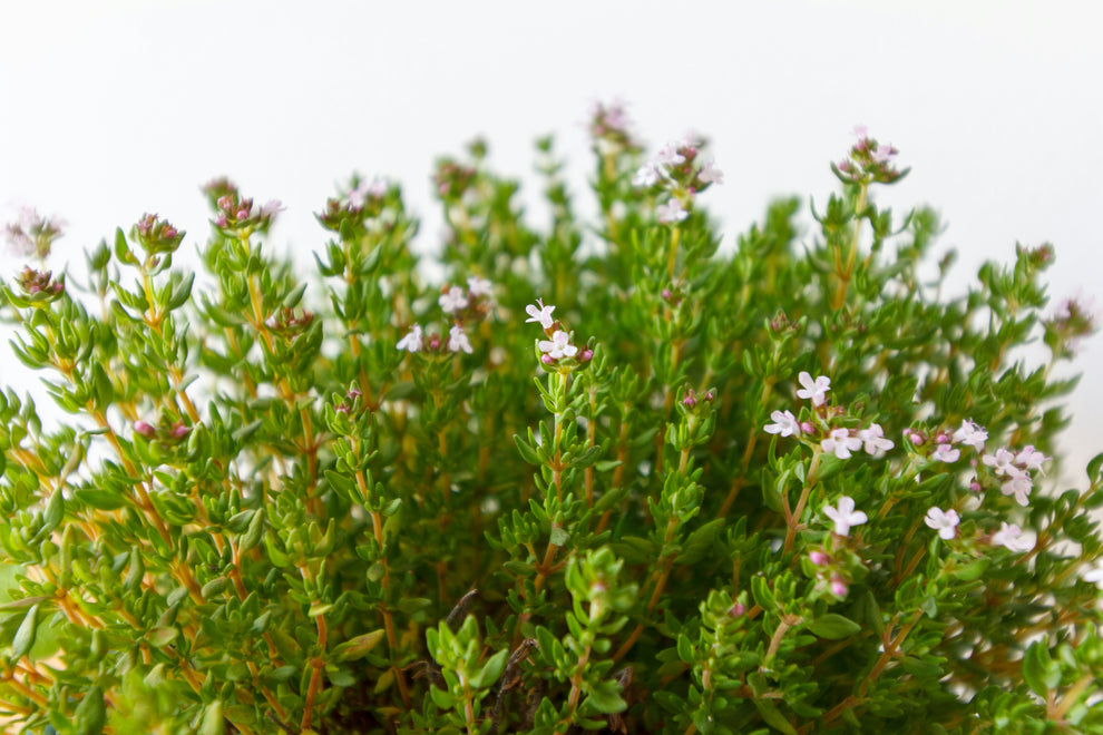 Close-up of thyme sprigs with tiny pale pink flowers