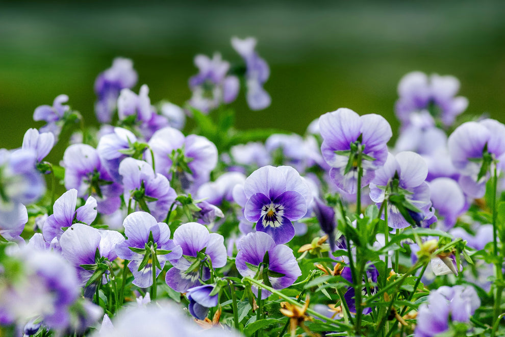 Light purple pansy flowers close-up in a green garden background