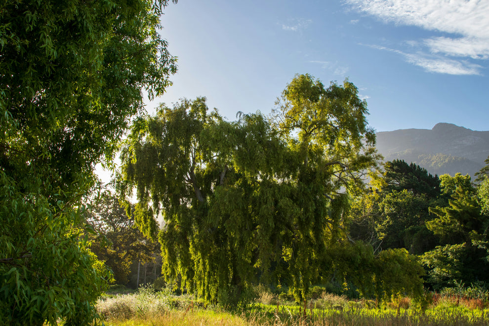 Sunlit weeping willow with hanging branches in a meadow, rolling hills and blue sky in background.