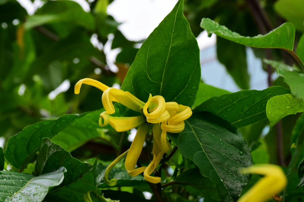 Curled yellow flower petals among glossy green leaves with water droplets