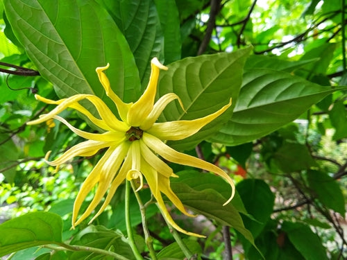 Yellow star-shaped tropical flower with long curled petals among broad green leaves