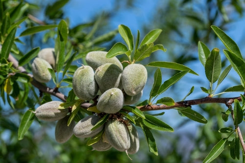 Cluster of green almond fruits and leaves on an almond tree branch against a blue sky.