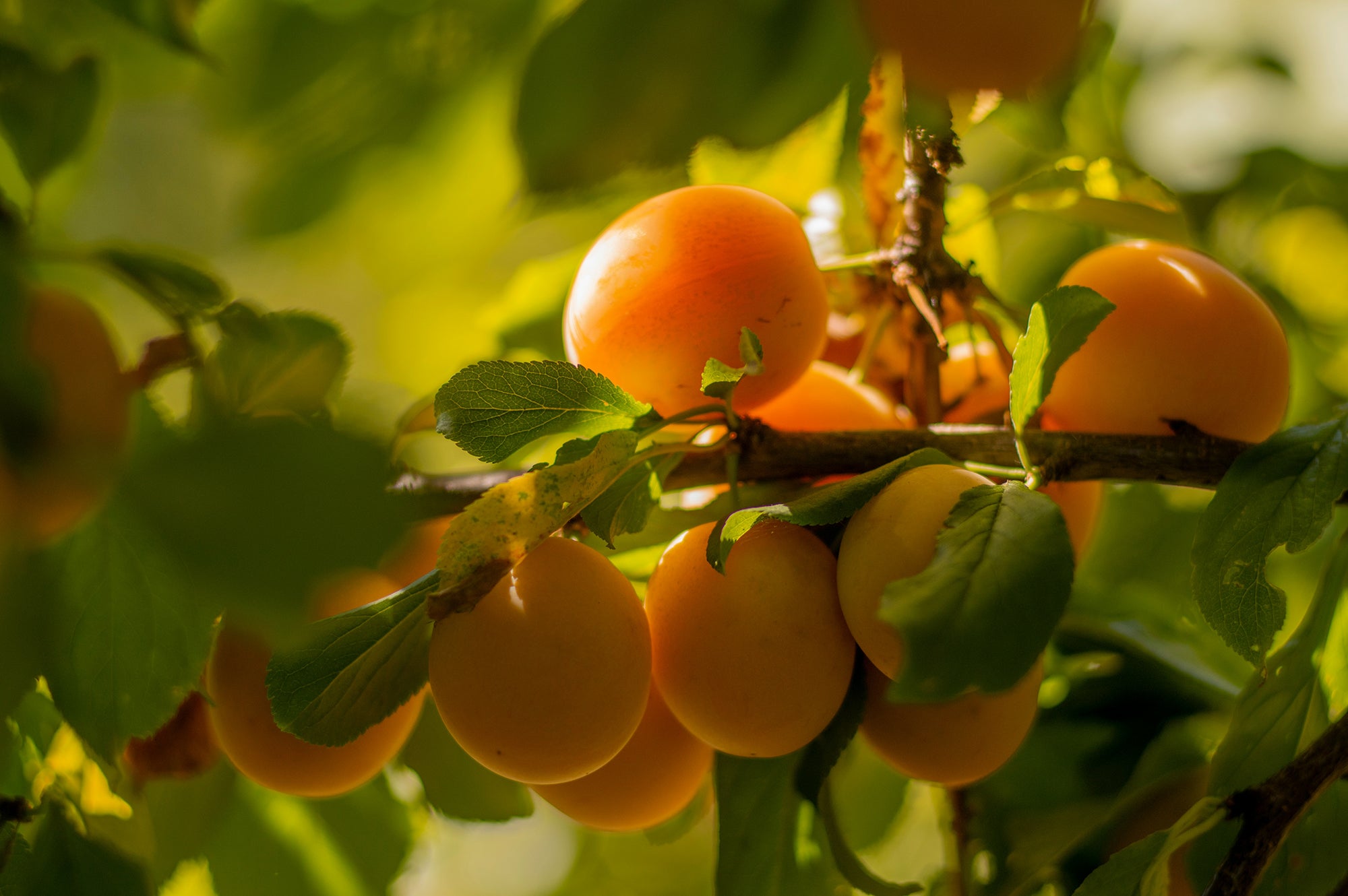 Ripe apricots clustered on a sunlit tree branch with green leaves