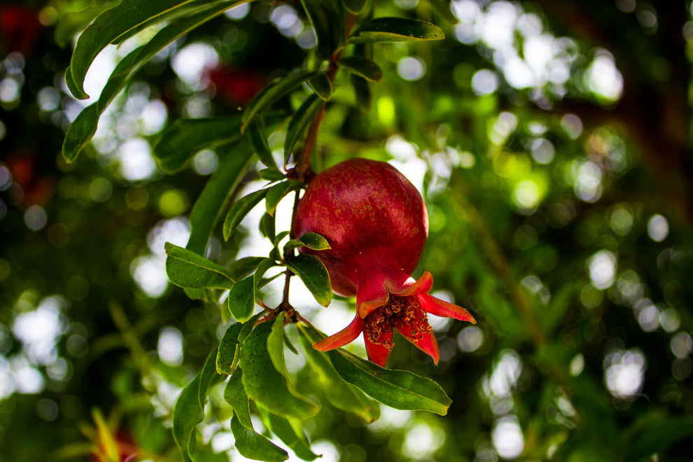 Ripe pomegranate hanging from a leafy branch against a dappled green background
