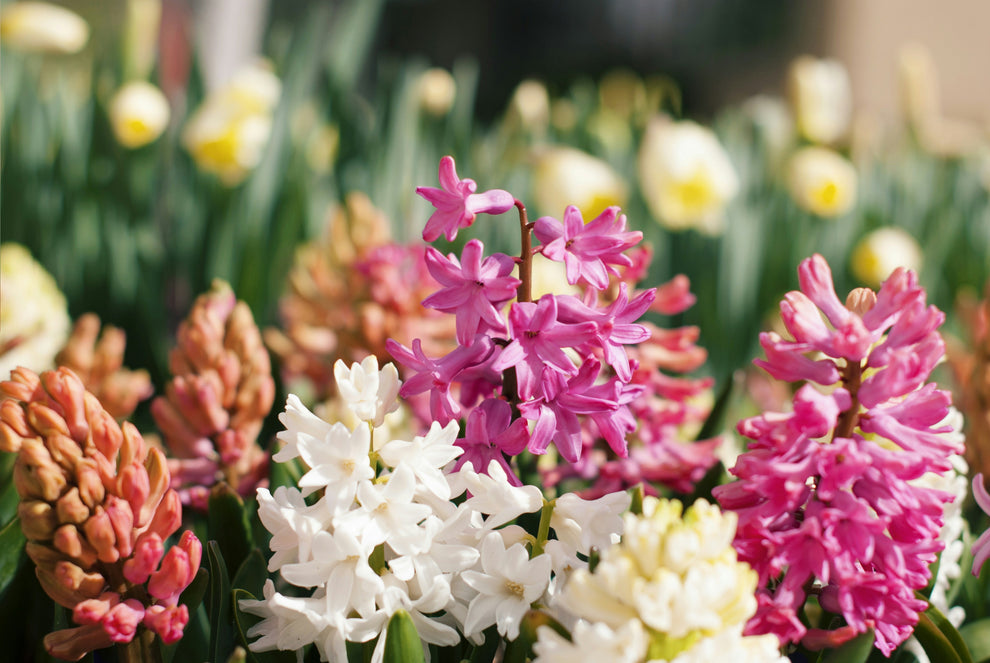 Pink and white hyacinth clusters blooming in a garden bed with blurred yellow daffodils behind