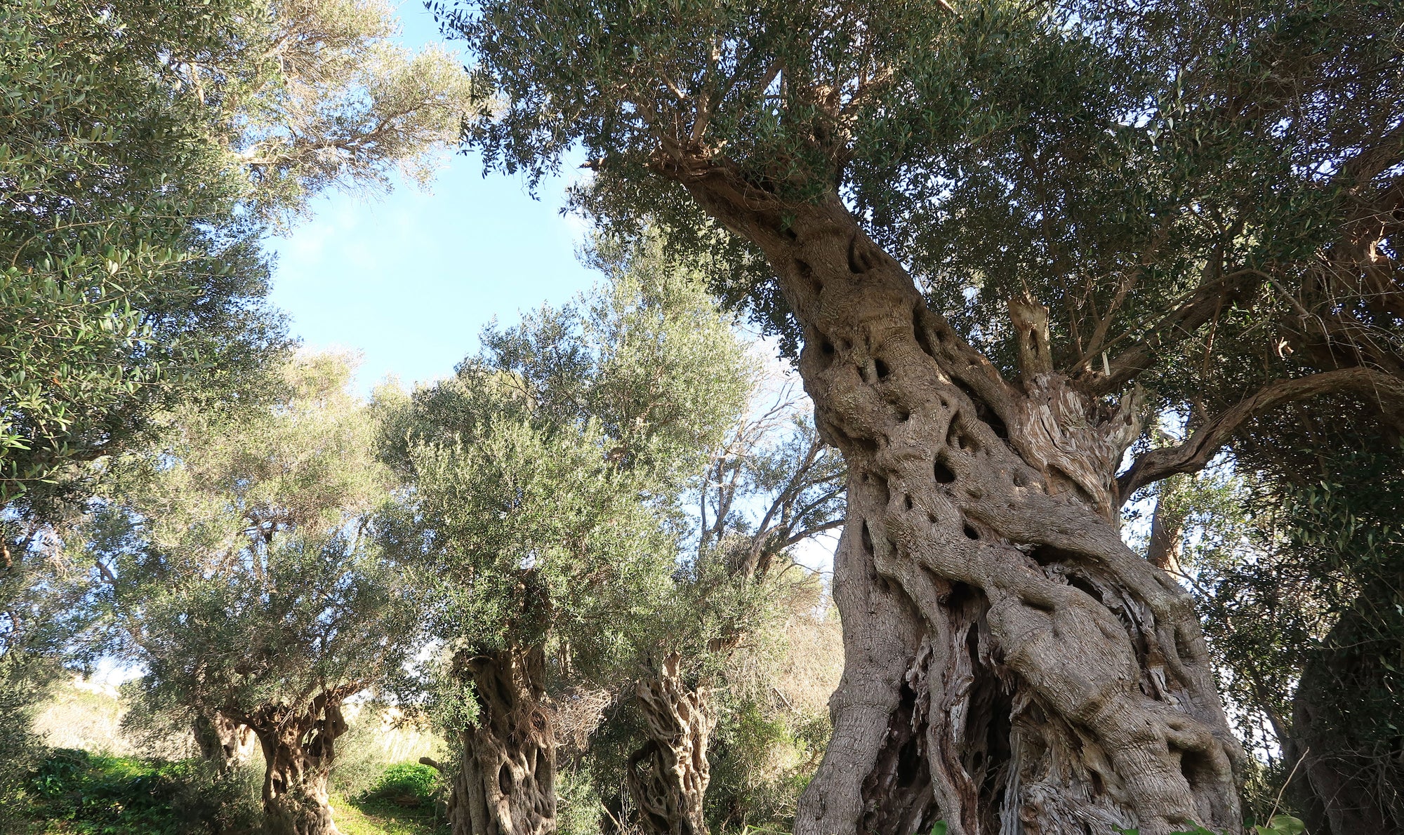 Gnarled ancient olive trees with twisted trunks in a sunlit grove beneath a clear blue sky