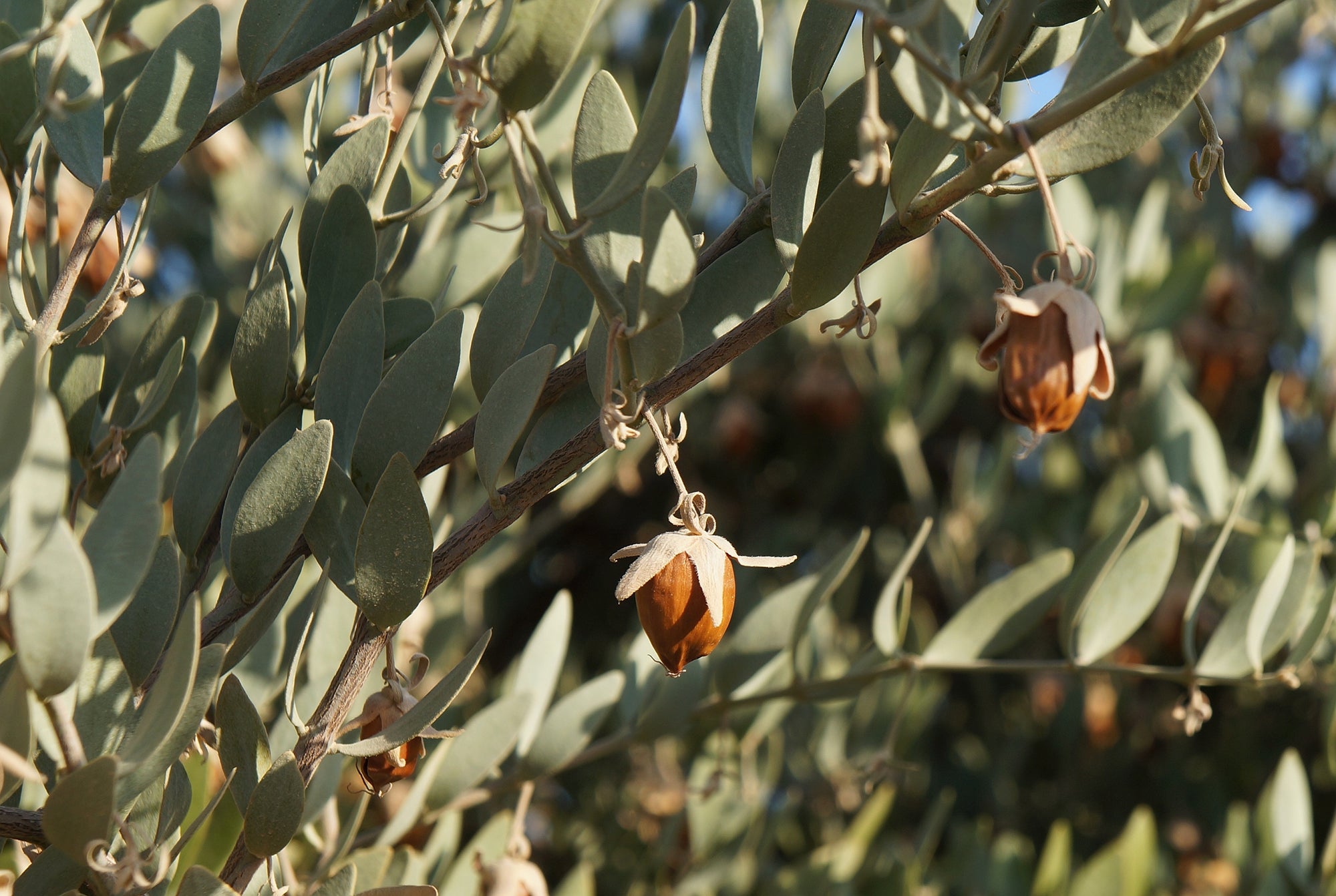 Jojoba branch with brown seed capsules and gray-green oval leaves in sunlight