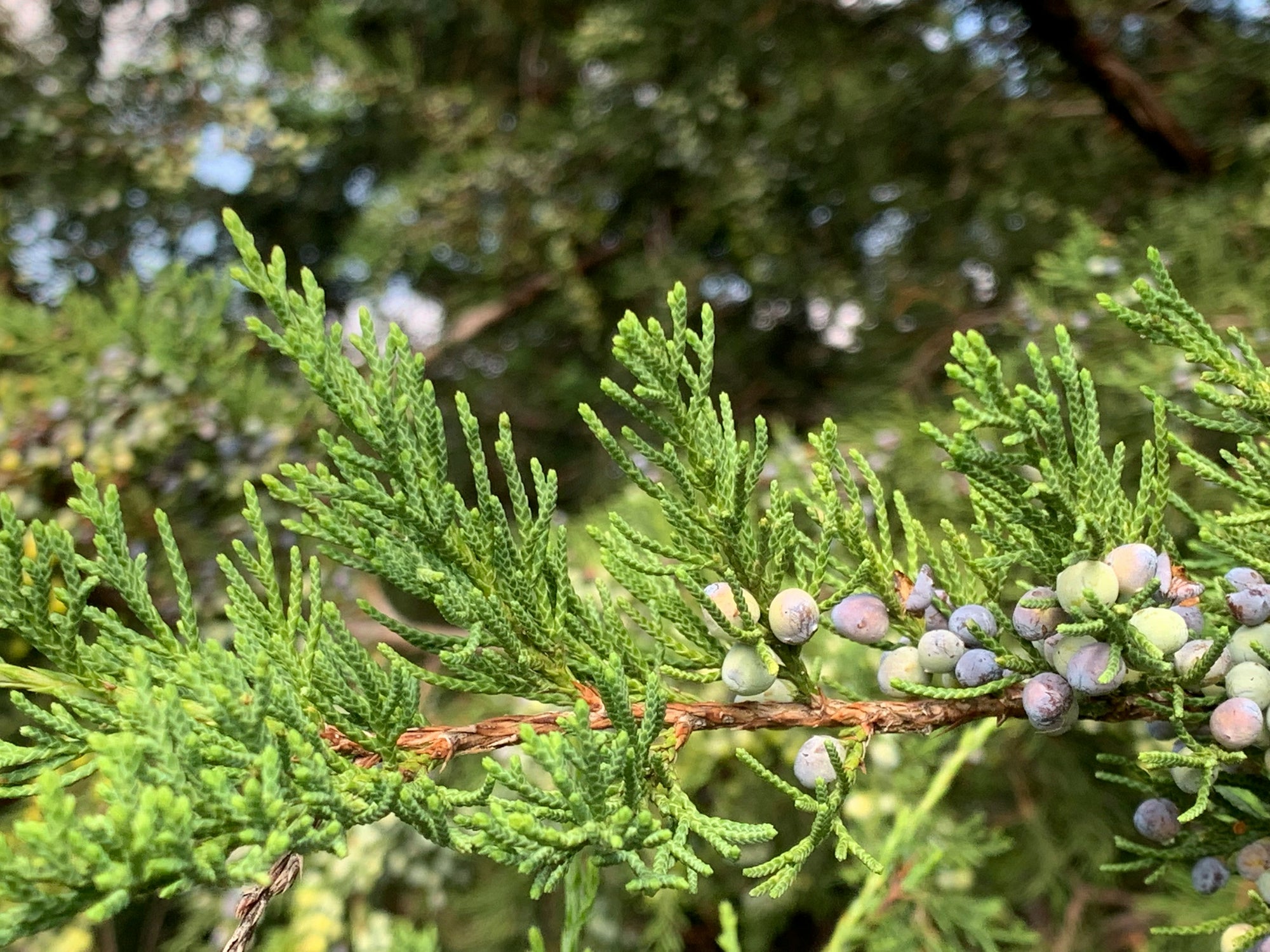 Juniper branch with clusters of green and bluish berries against blurred foliage