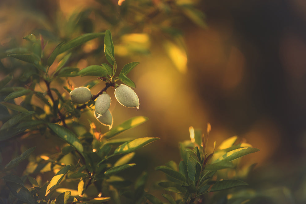 Unripe fuzzy almonds on a leafy branch lit by warm golden sunlight