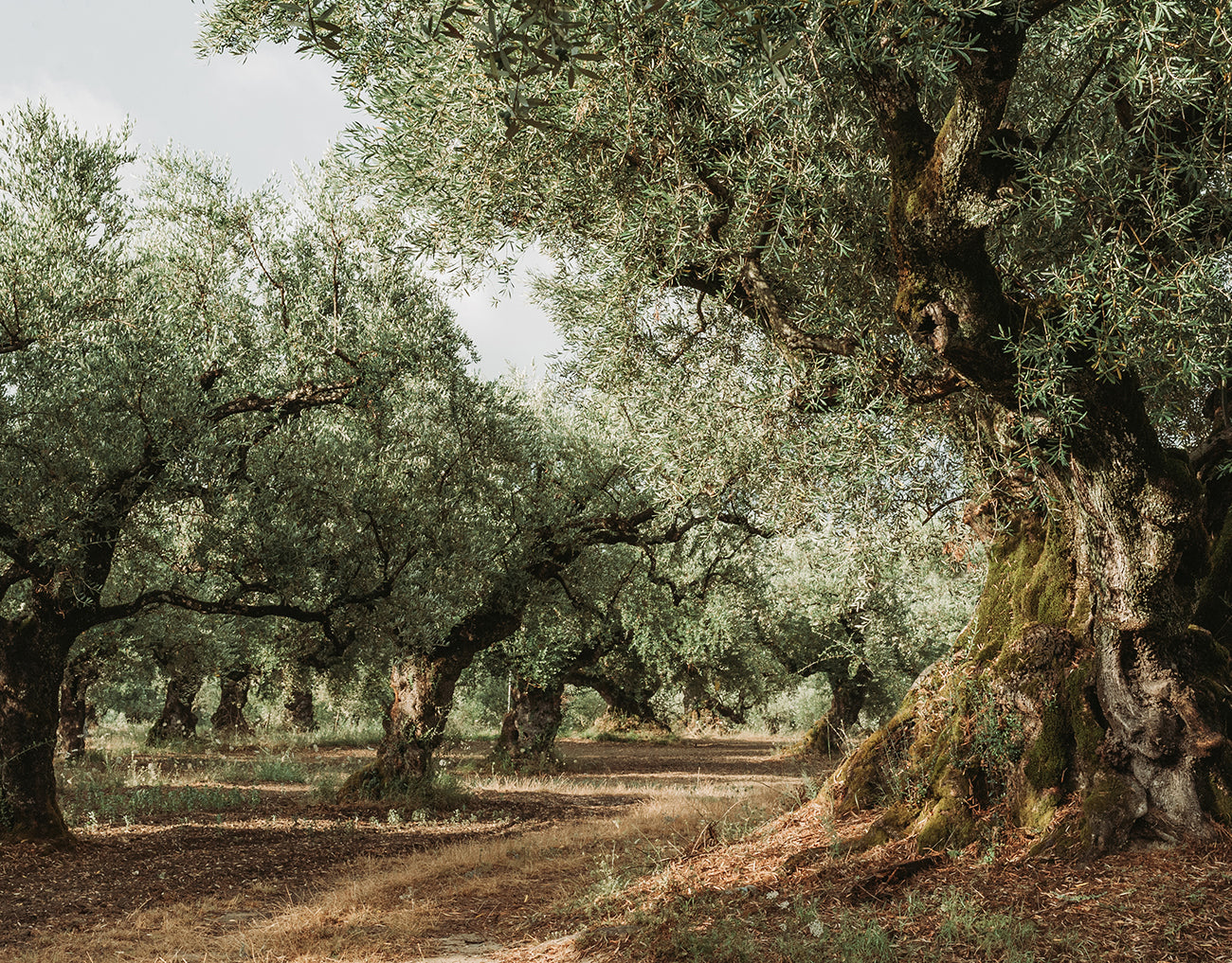 Sunlit olive grove with gnarled, moss-covered trunks and dappled light through silvery leaves