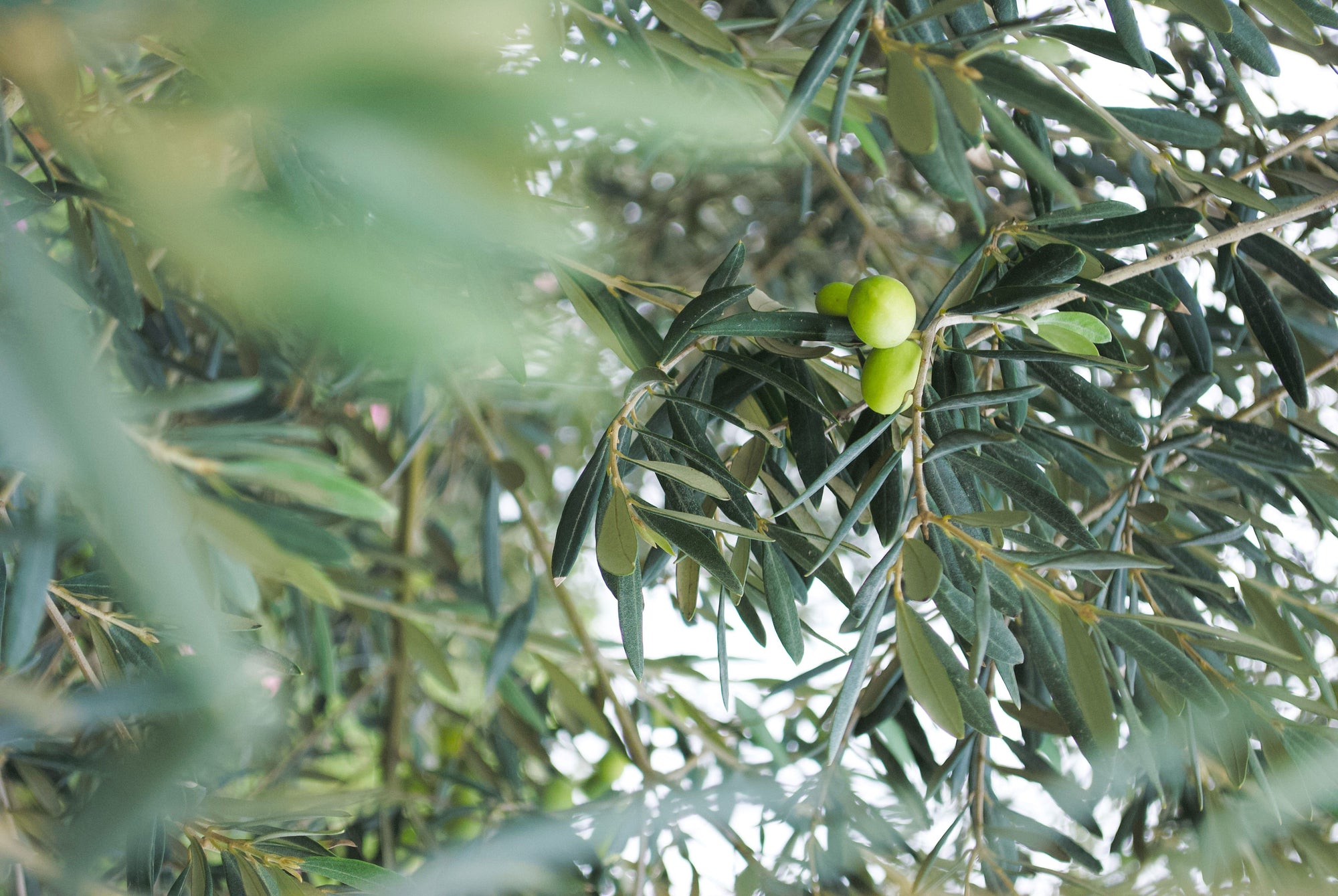Olive branches with several unripe green olives nestled among narrow gray-green leaves.