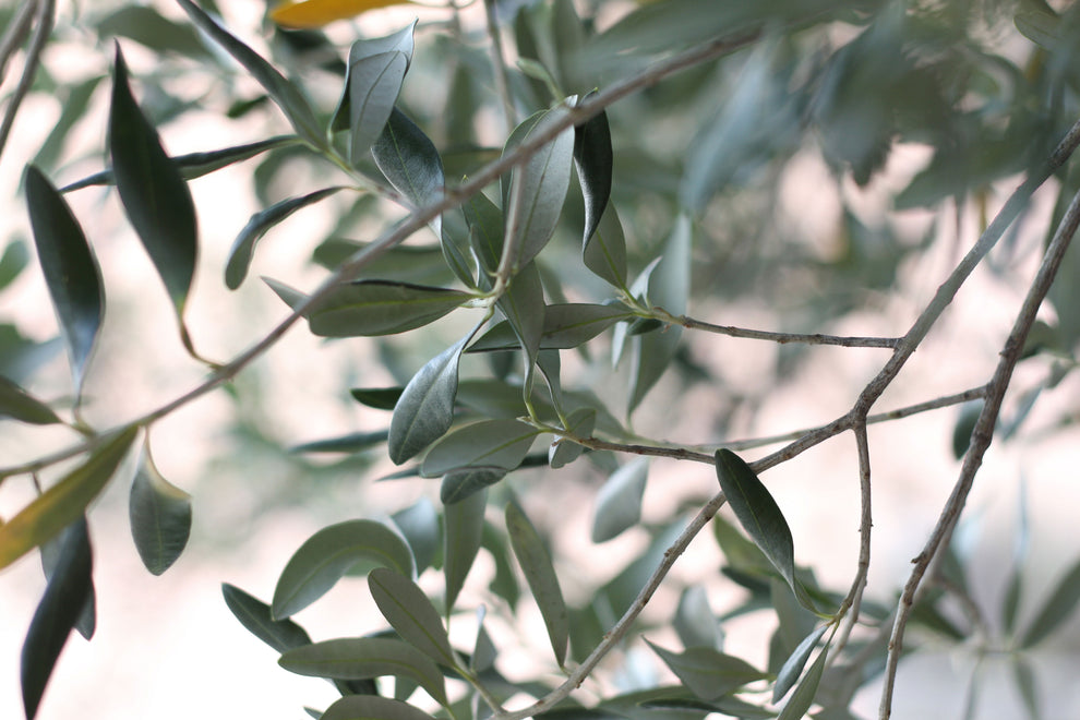 Olive tree branches with gray-green slender leaves and thin twigs against a soft blurred background.