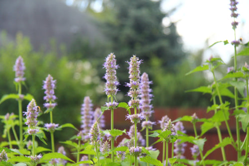 Close-up of purple wildflower spikes and green foliage in a backyard garden