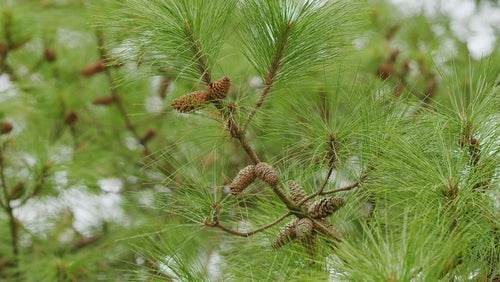 Pine branch close-up with long green needles and several small pine cones