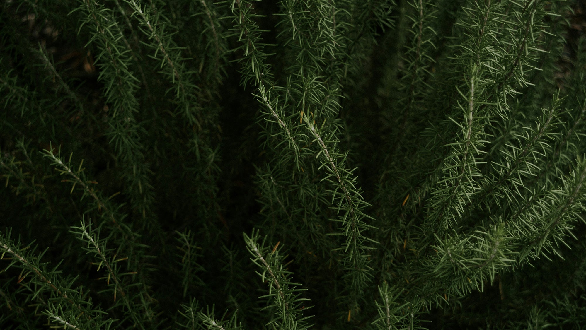 Close-up of dense green rosemary sprigs with needle-like leaves