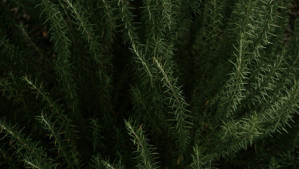 Close-up of dense green rosemary sprigs with needle-like leaves