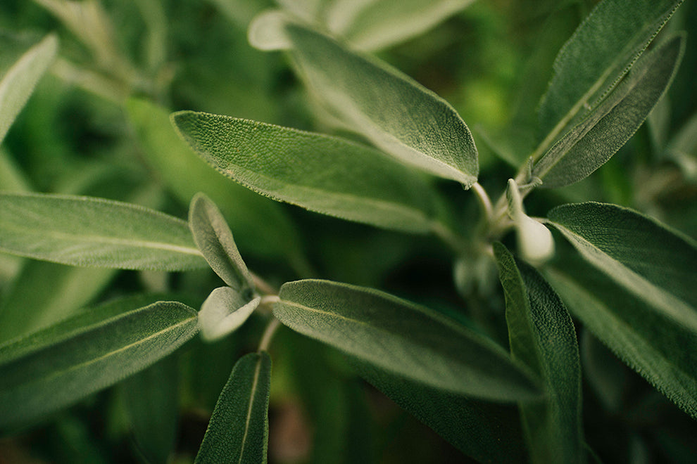 Close-up of fresh sage leaves showing velvety texture and pale undersides