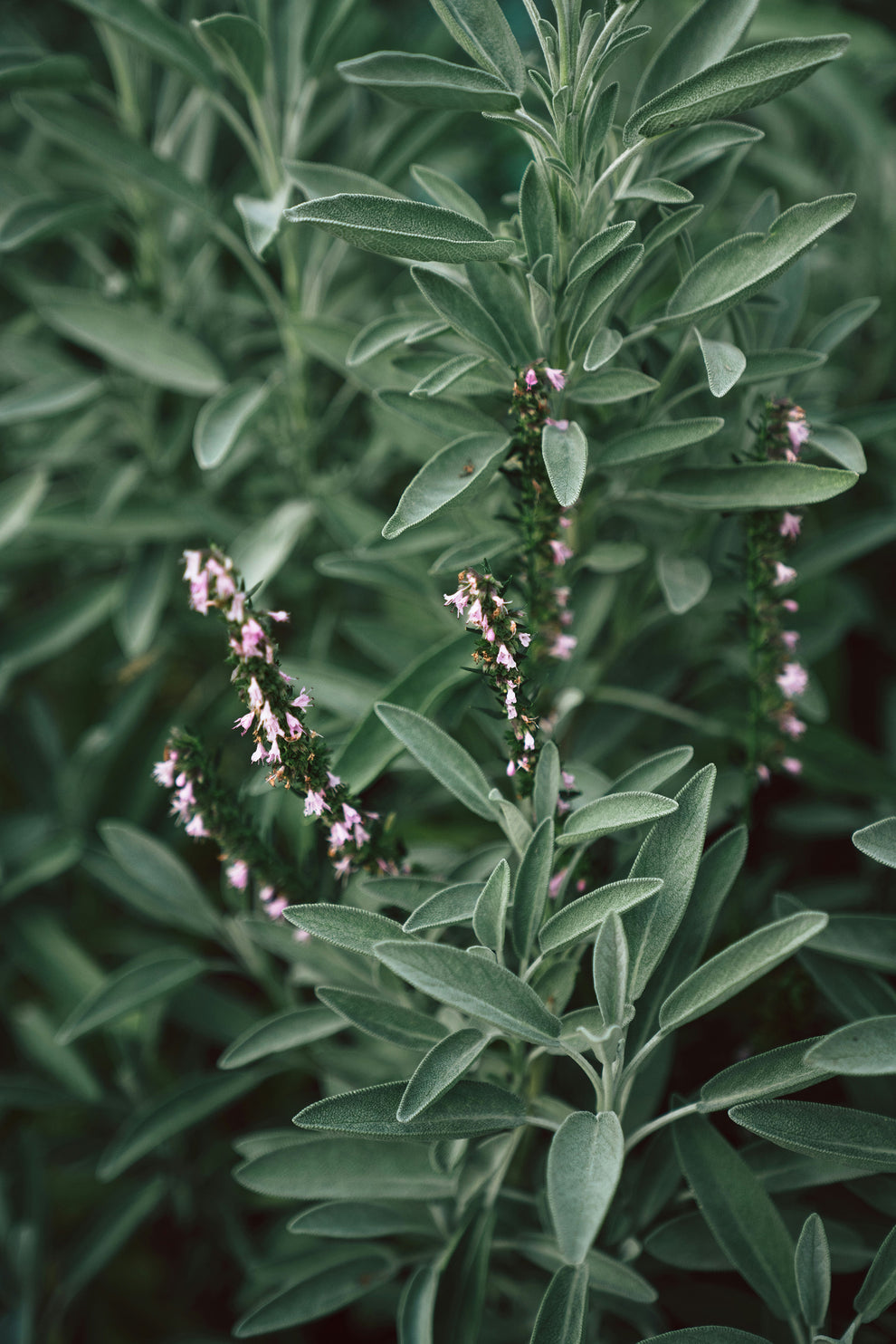 Sage plant with velvety gray-green leaves and small pink tubular flowers.