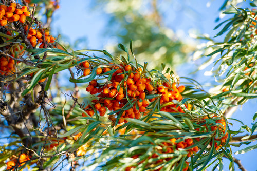Sea buckthorn branches with clusters of orange berries and narrow green leaves