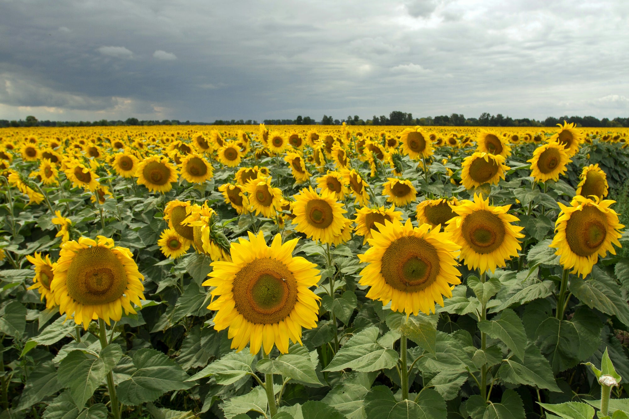 Sunflower field under a cloudy sky, yellow blooms stretching to the horizon