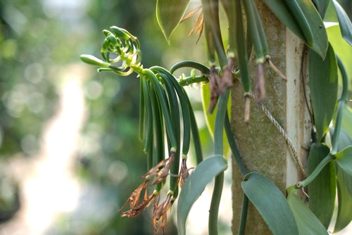 Vanilla orchid vine with green bean pods and dried flowers climbing a tree trunk