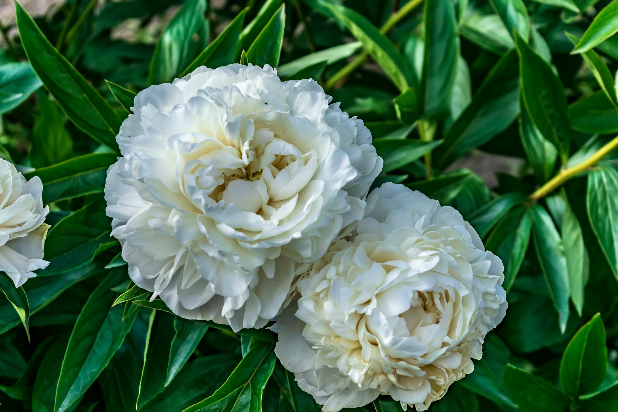 Two white peony blooms with ruffled layered petals in close-up against dark green leaves