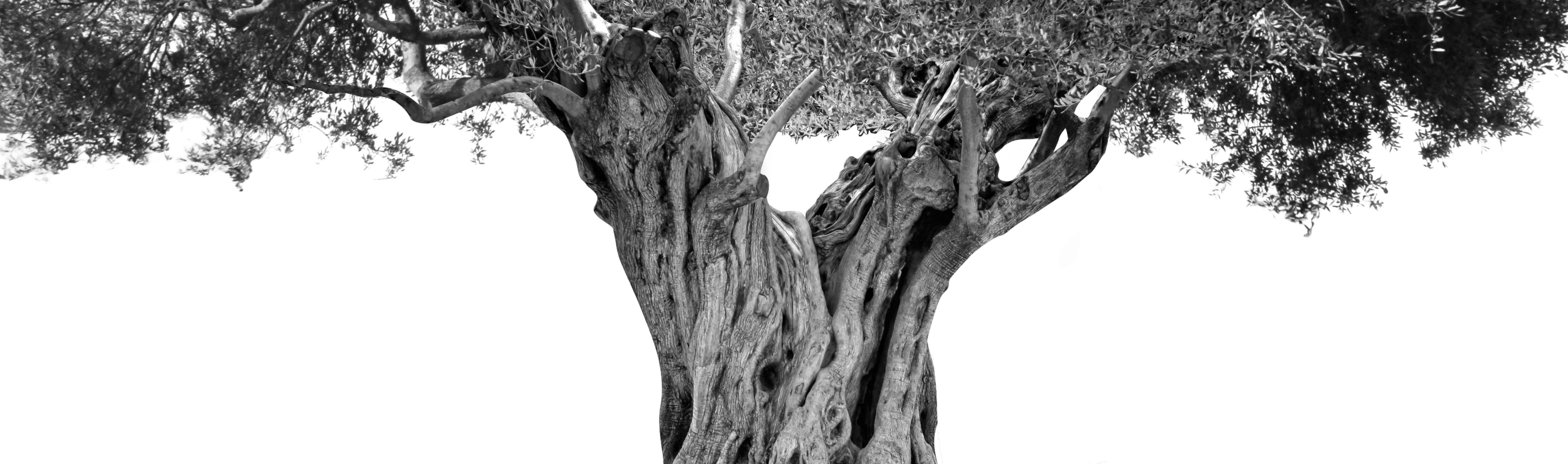 Gnarled ancient olive tree trunk with twisted roots and a low leafy canopy, high-contrast black-and-white crop