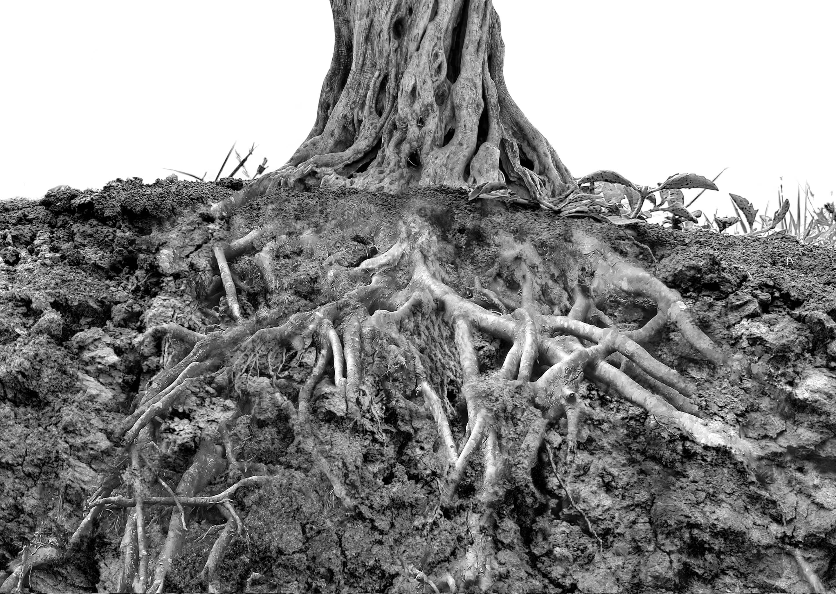 Black-and-white cross-section showing a tree trunk and tangled roots exposed in soil, with fine rootlets and eroded earth.