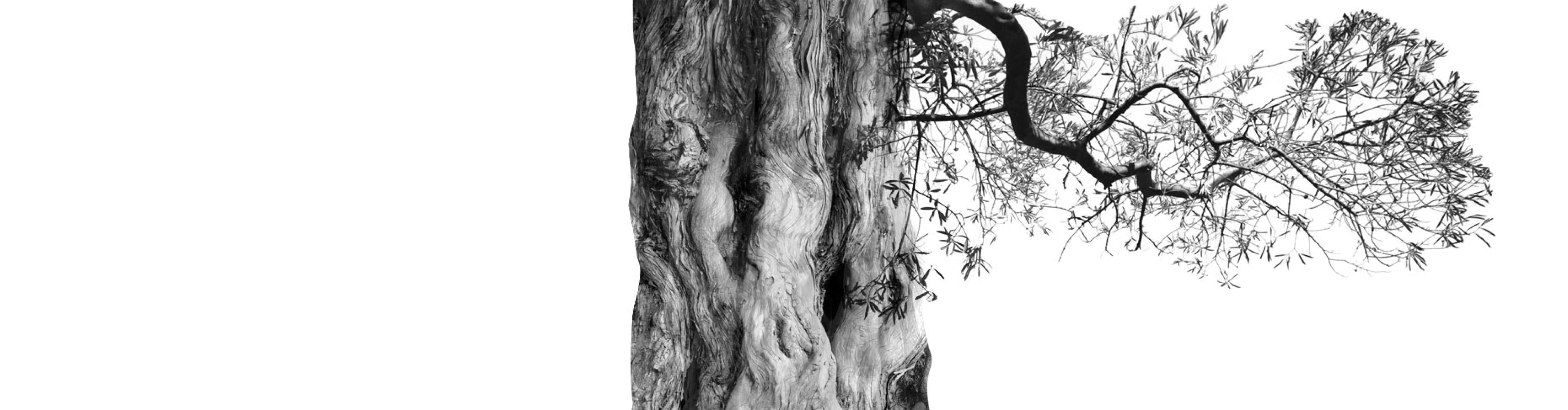 Árbol de olivo antiguo y retorcido en blanco y negro, con ramas extendidas sobre fondo blanco